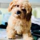 Cavapoo Puppies for sale in Lexington, KY, USA. price: $1,000