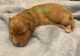 Cavapoo Puppies for sale in New Holland, PA 17557, USA. price: $1,995
