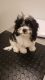 Cavapoo Puppies for sale in Spring, TX 77379, USA. price: NA
