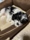 Cavapoo Puppies for sale in Spring, TX 77379, USA. price: $1,500