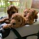 Cavapoo Puppies for sale in Cañada Rd, Redwood City, CA 94062, USA. price: $900