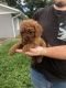 Cavapoo Puppies for sale in Baltic, OH 43804, USA. price: NA