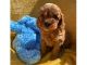 Cavapoo Puppies for sale in Tennessee City, TN 37055, USA. price: NA