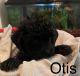 Cavapoo Puppies for sale in Middletown, OH, USA. price: NA