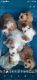 Cavapoo Puppies for sale in Ogdensburg, WI 54962, USA. price: $545