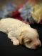 Cavapoo Puppies for sale in Batesville, AR 72501, USA. price: $2,800