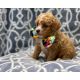 Cavapoo Puppies for sale in NJ-27, Edison, NJ, USA. price: $280