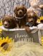 Cavapoo Puppies for sale in TX-121, McKinney, TX, USA. price: NA