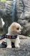 Cavapoo Puppies for sale in Akron, OH, USA. price: $1,300