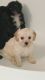 Cavapoo Puppies for sale in 30127 Powder Springs Dallas Rd, Powder Springs, GA 30127, USA. price: NA