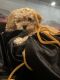 Cavapoo Puppies for sale in Peoria, AZ, USA. price: $3,300