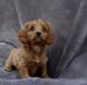 Cavapoo Puppies for sale in New York, NY, USA. price: $260