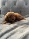 Cavapoo Puppies for sale in New York, NY, USA. price: $300