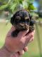 Cavapoo Puppies for sale in Greenwood, IN, USA. price: NA