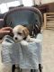 Cavapoo Puppies for sale in Thorp, WI 54771, USA. price: NA