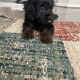 Cavapoo Puppies for sale in Pearland, TX, USA. price: NA