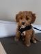 Cavapoo Puppies for sale in Annapolis, MD, USA. price: $5,000