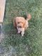 Cavapoo Puppies for sale in Spring Lake, NC, USA. price: $1,100