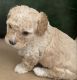 Cavapoo Puppies for sale in Macon, GA, USA. price: NA