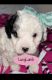 Cavapoo Puppies for sale in Macon, GA, USA. price: NA