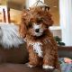 Cavapoo Puppies for sale in New York, NY, USA. price: NA
