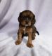 Cavapoo Puppies for sale in Conyers, GA, USA. price: NA