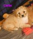 Cavapoo Puppies for sale in Myrtle Creek, OR 97457, USA. price: $2,500