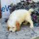 Cavapoo Puppies for sale in Kent, WA, USA. price: NA