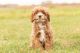 Cavapoo Puppies for sale in Mentone, IN 46539, USA. price: NA