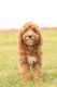 Cavapoo Puppies for sale in Mentone, IN 46539, USA. price: NA