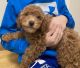 Cavapoo Puppies for sale in North Chili, NY 14514, USA. price: NA