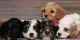 Cavapoo Puppies for sale in San Jose, CA, USA. price: $500