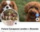 Cavapoo Puppies for sale in Pittsburgh, PA, USA. price: $3,000