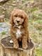 Cavapoo Puppies for sale in Burien, WA, USA. price: NA