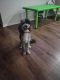 Cavapoo Puppies for sale in Princeton, TX 75407, USA. price: NA