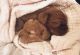 Cavapoo Puppies for sale in Pittsburgh, PA, USA. price: $2,000