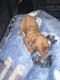 Cavapoo Puppies for sale in Powder Springs, GA 30127, USA. price: NA