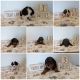 Cavapoo Puppies for sale in Syracuse, NY, USA. price: NA
