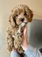 Cavapoo Puppies for sale in South Jordan, UT, USA. price: $3,000