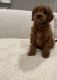 Cavapoo Puppies for sale in Bellevue, WA, USA. price: NA