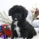 Cavapoo Puppies for sale in Atlanta, GA, USA. price: $2,200