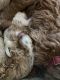 Cavapoo Puppies for sale in Houston, TX, USA. price: $2,000