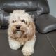 Cavapoo Puppies for sale in Carmel, IN, USA. price: NA