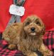Cavapoo Puppies for sale in Dundee, OH 44624, USA. price: $700