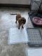 Cavapoo Puppies for sale in South Bend, IN 46614, USA. price: $500