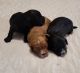 Cavapoo Puppies for sale in Jackson, TN, USA. price: NA