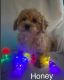 Cavapoo Puppies for sale in Gresham, OR, USA. price: $1,900