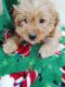 Cavapoo Puppies for sale in 2326 E 364th Rd, Louisburg, MO 65685, USA. price: NA