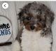 Cavapoo Puppies for sale in Hall County, GA, USA. price: $1,500