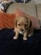 Cavapoo Puppies for sale in Crossville, TN 38571, USA. price: $1,000